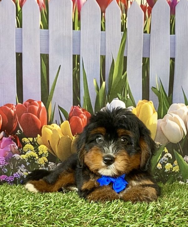 Photo of Mr. Dandy the F1 Mini-Bernedoodle puppy