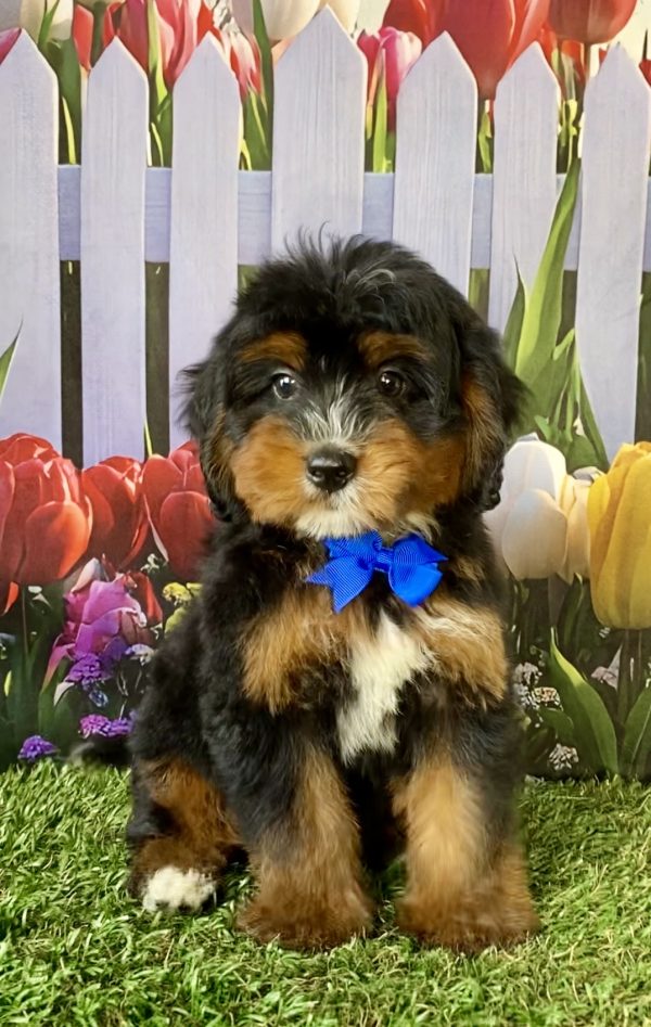 Photo of Mr. Dandy the F1 Mini-Bernedoodle puppy