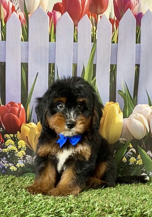 Photo of Mr. Dandy the F1 Mini-Bernedoodle puppy