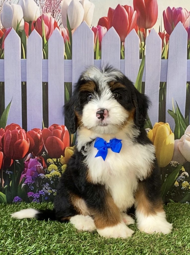 Photo of Mr. Deisel the F1 Mini-Bernedoodle puppy