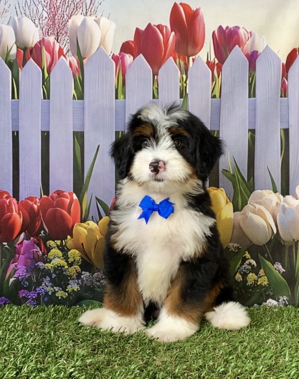 Photo of Mr. Deisel the F1 Mini-Bernedoodle puppy