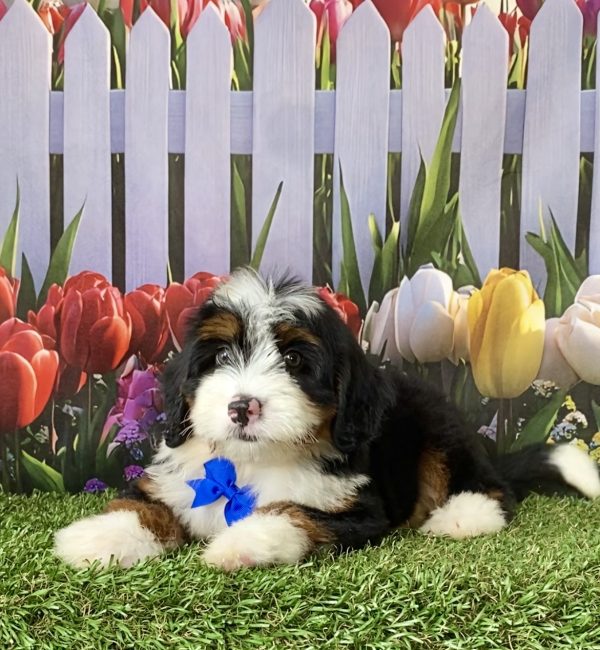 Photo of Mr. Deisel the F1 Mini-Bernedoodle puppy