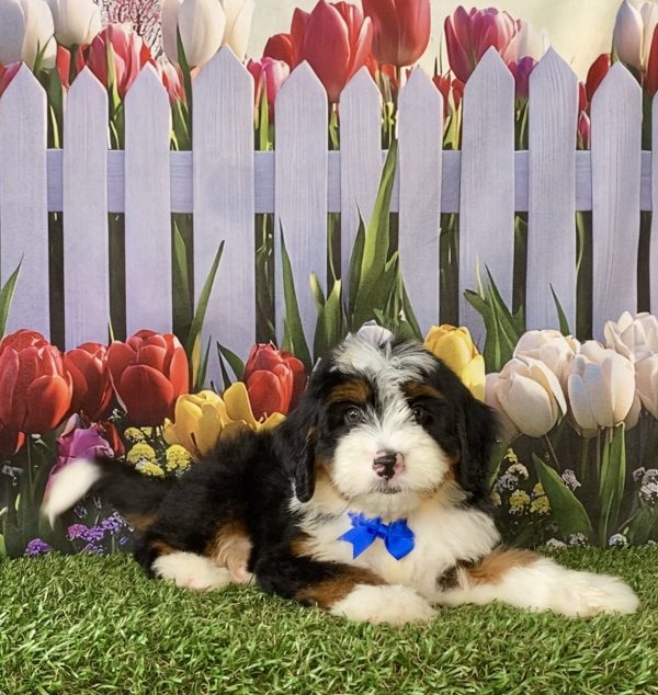 Photo of Mr. Deisel the F1 Mini-Bernedoodle puppy