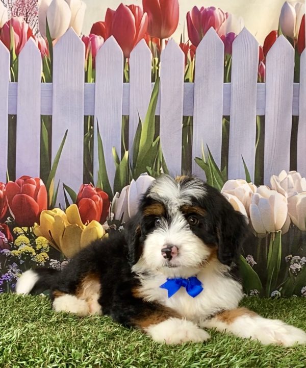 Photo of Mr. Deisel the F1 Mini-Bernedoodle puppy