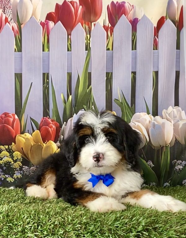 Photo of Mr. Deisel the F1 Mini-Bernedoodle puppy