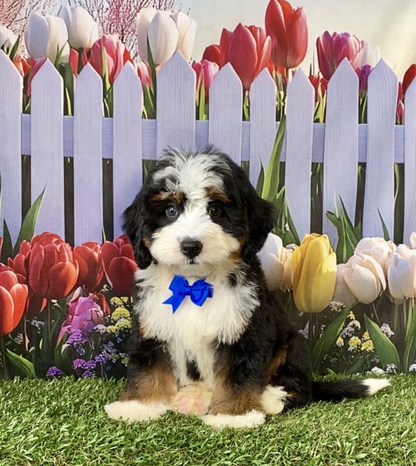 Mr. Denali the F1 Mini-Bernedoodle puppy