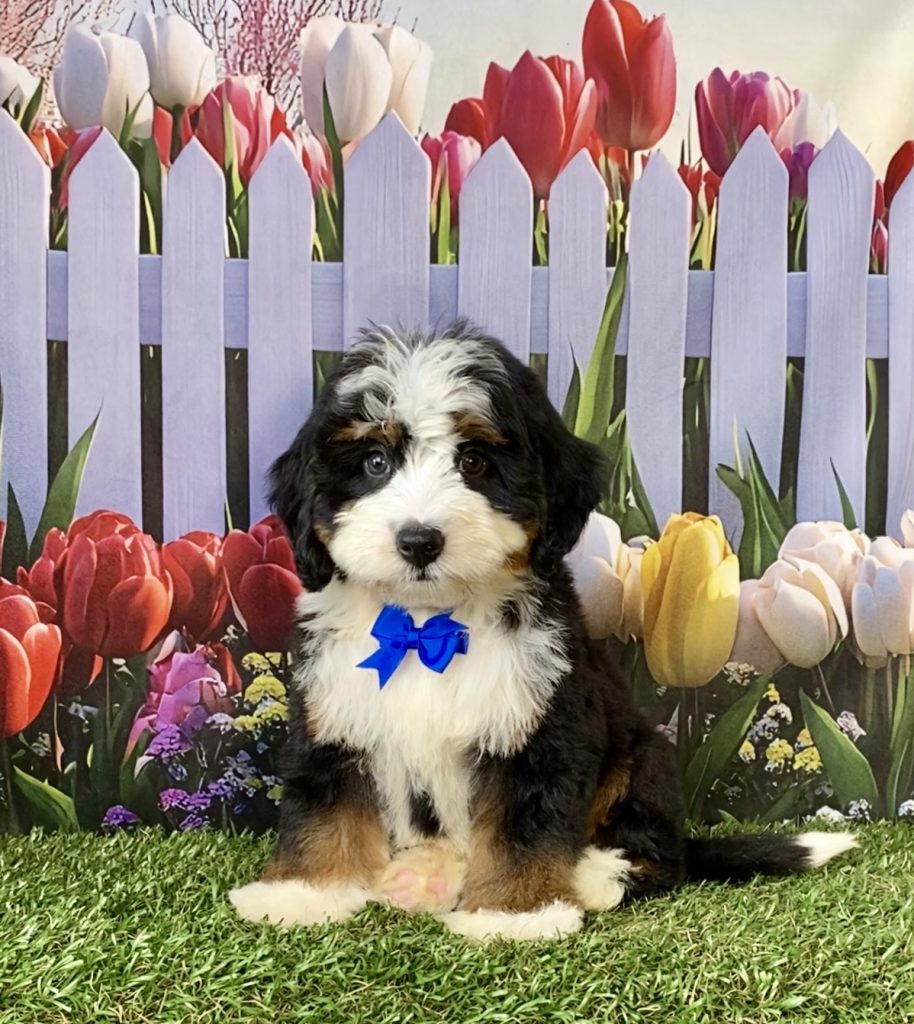 Photo of Mr. Denali the F1 Mini-Bernedoodle puppy