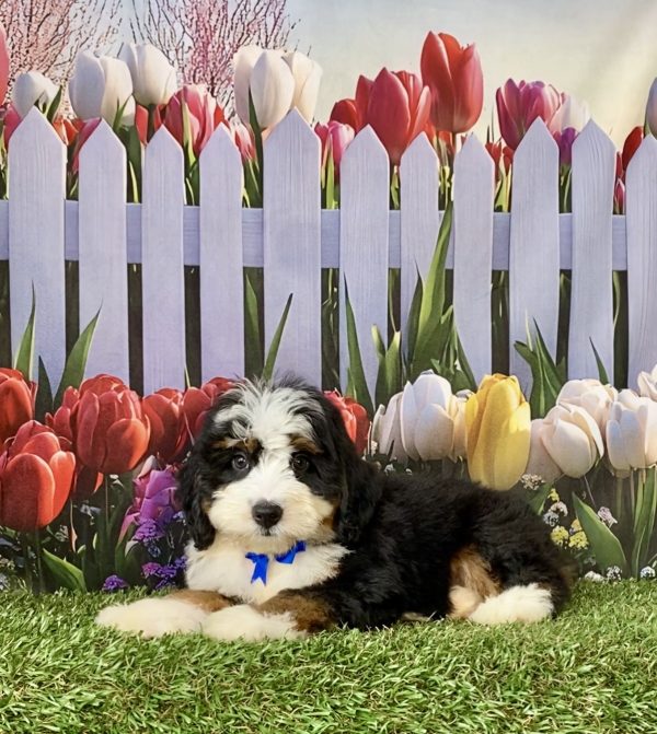 Photo of Mr. Denali the F1 Mini-Bernedoodle puppy