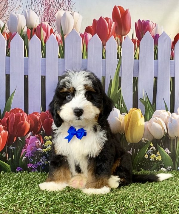 Photo of Mr. Denali the F1 Mini-Bernedoodle puppy