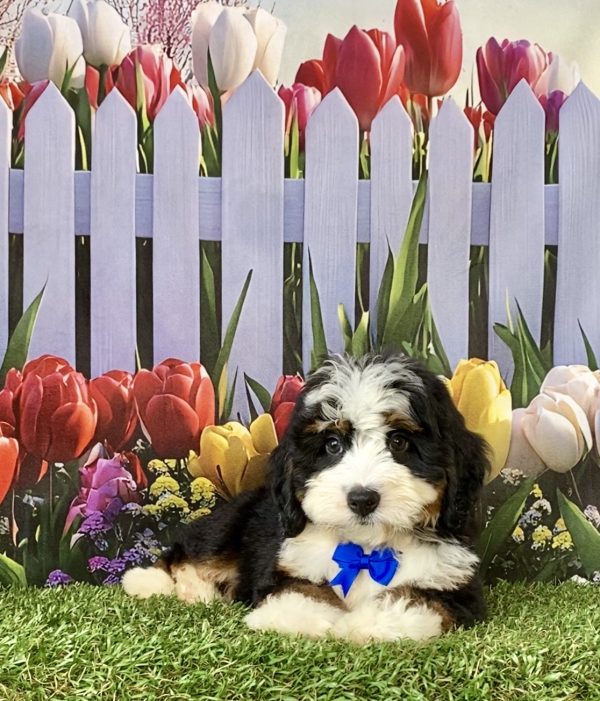 Photo of Mr. Denali the F1 Mini-Bernedoodle puppy