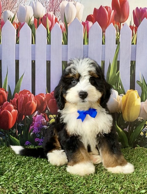Photo of Mr. Denali the F1 Mini-Bernedoodle puppy
