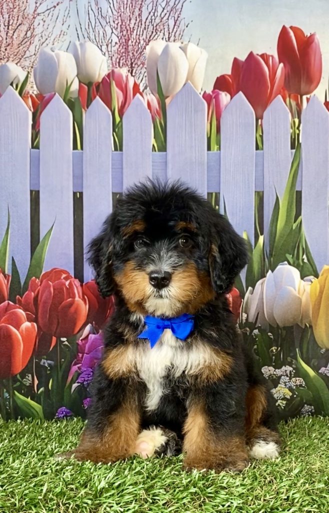 Photo of Mr. Duramax the F1 Mini-Bernedoodle puppy