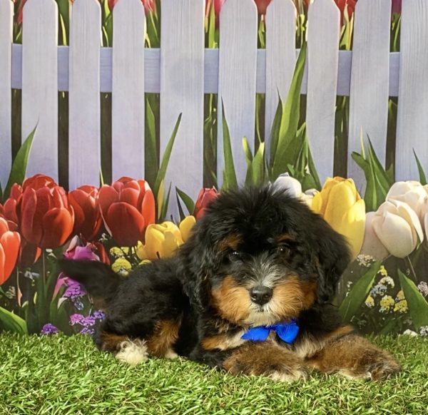 Photo of Mr. Duramax the F1 Mini-Bernedoodle puppy