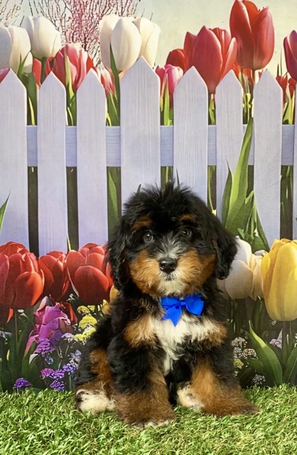 Photo of Mr. Duramax the F1 Mini-Bernedoodle puppy