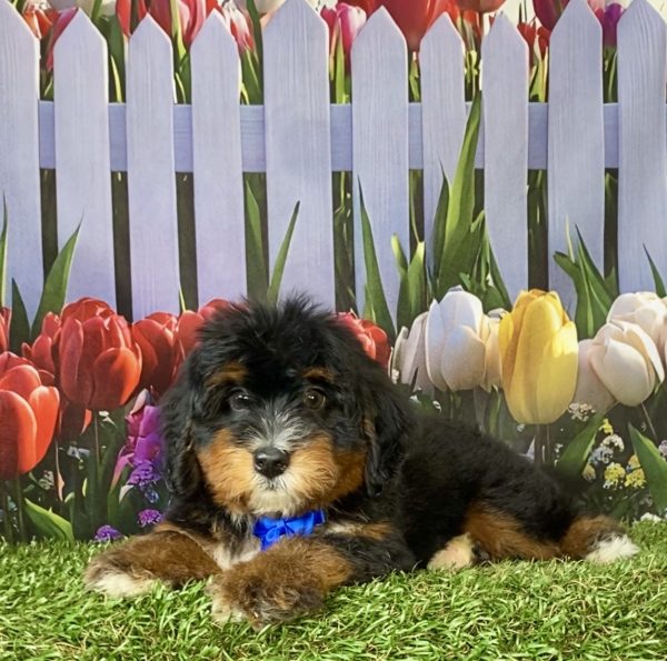 Photo of Mr. Duramax the F1 Mini-Bernedoodle puppy