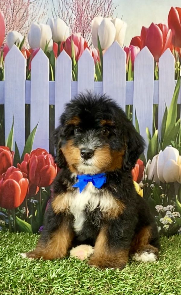 Photo of Mr. Duramax the F1 Mini-Bernedoodle puppy