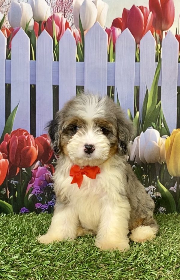 Mr. Ego the F2 Mini-Bernedoodle puppy