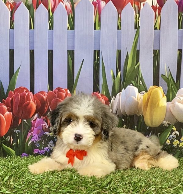 Photo of Mr. Ego the F2 Mini-Bernedoodle puppy