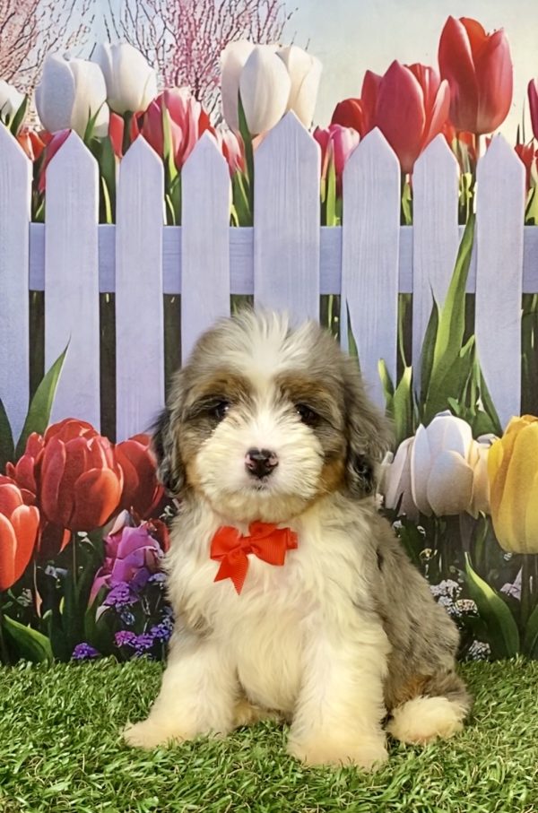 Photo of Mr. Ego the F2 Mini-Bernedoodle puppy