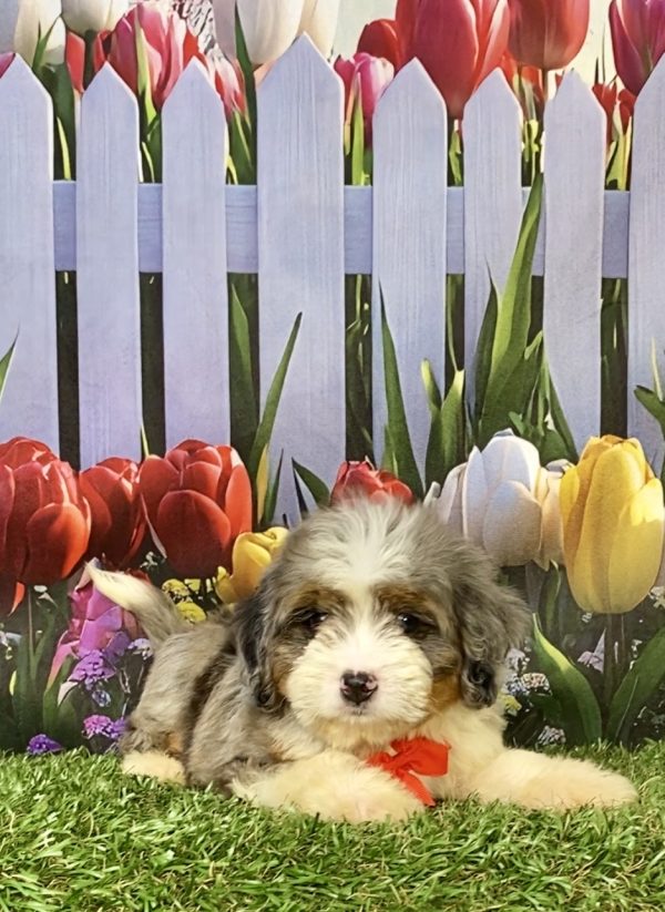 Photo of Mr. Ego the F2 Mini-Bernedoodle puppy