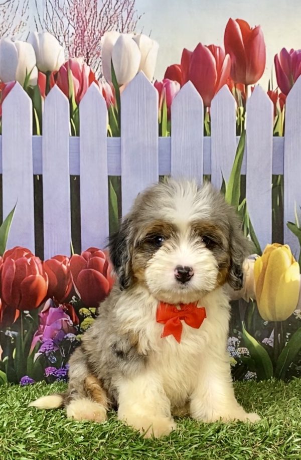 Photo of Mr. Ego the F2 Mini-Bernedoodle puppy
