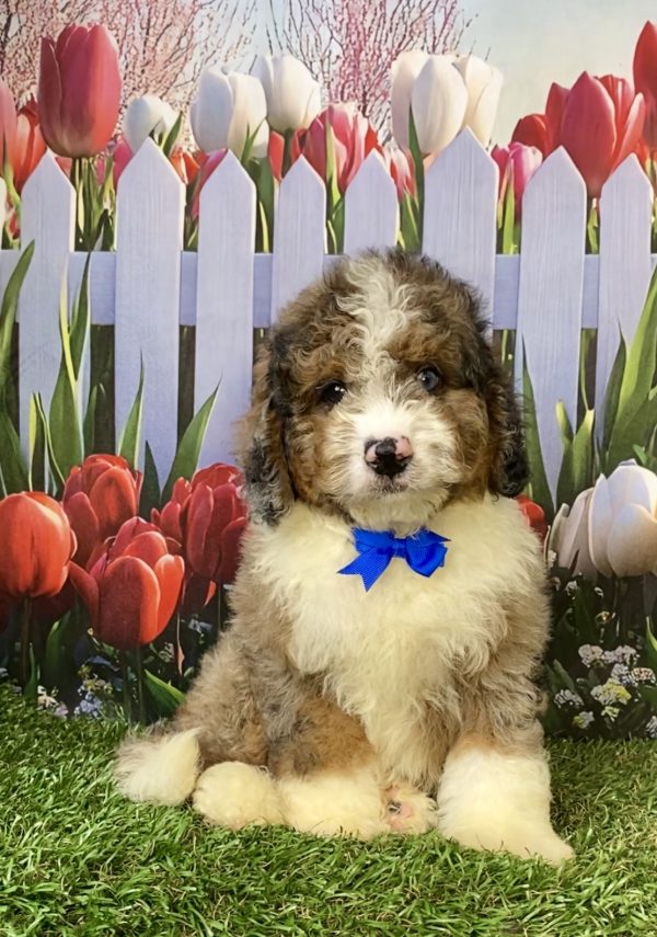 Mr. Elmo the F2 Mini-Bernedoodle puppy