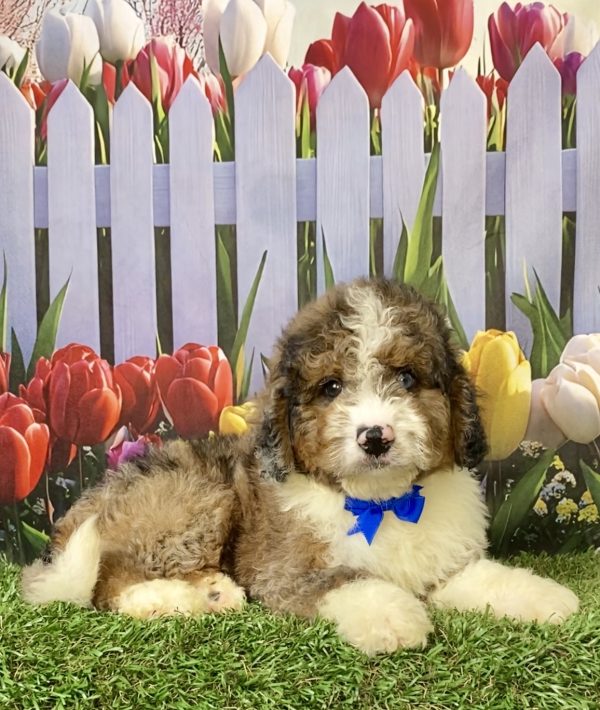 Photo of Mr. Elmo the F2 Mini-Bernedoodle puppy