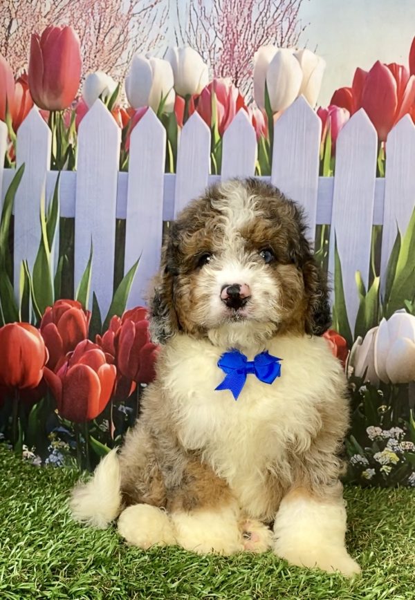 Photo of Mr. Elmo the F2 Mini-Bernedoodle puppy