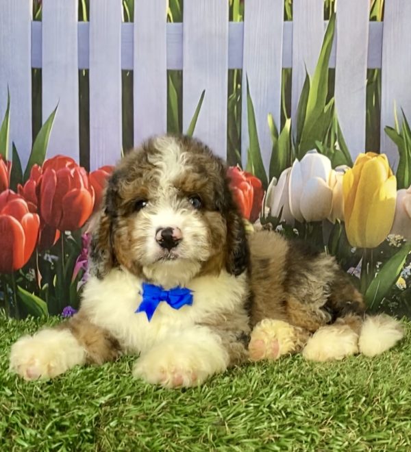 Photo of Mr. Elmo the F2 Mini-Bernedoodle puppy