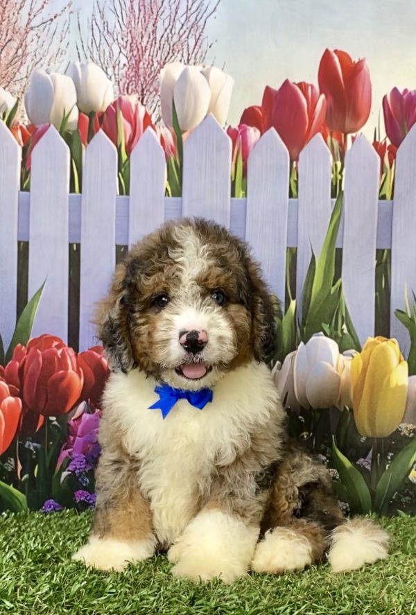 Photo of Mr. Elmo the F2 Mini-Bernedoodle puppy