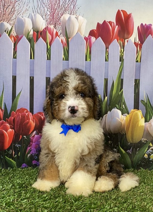 Photo of Mr. Elmo the F2 Mini-Bernedoodle puppy