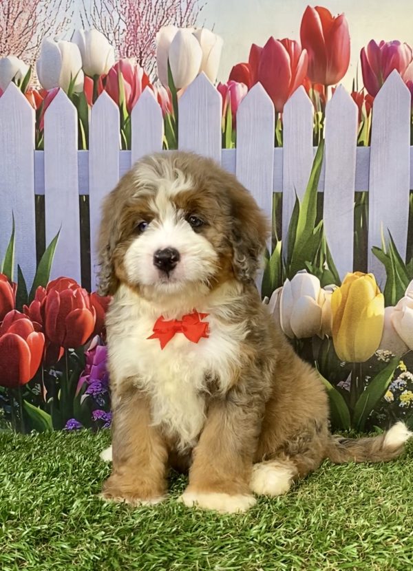 Mr. Enzo the F2 Mini-Bernedoodle puppy