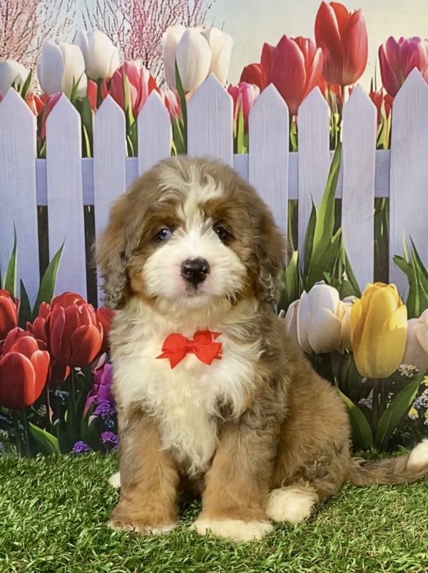 Photo of Mr. Enzo the F2 Mini-Bernedoodle puppy