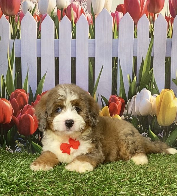 Photo of Mr. Enzo the F2 Mini-Bernedoodle puppy