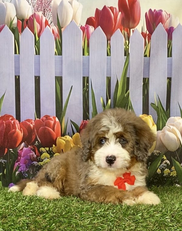 Photo of Mr. Enzo the F2 Mini-Bernedoodle puppy