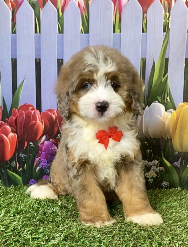 Photo of Mr. Enzo the F2 Mini-Bernedoodle puppy