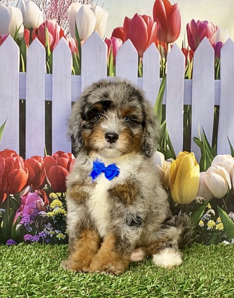 Photo of Mr. Gabe the F2 Mini-Bernedoodle puppy