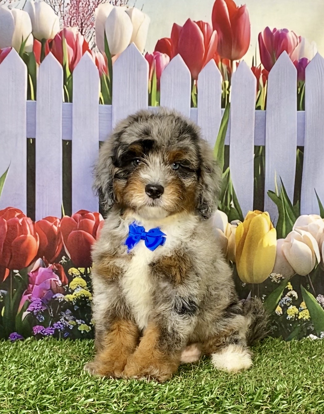 Photo of Mr. Gabe the F2 Mini-Bernedoodle puppy