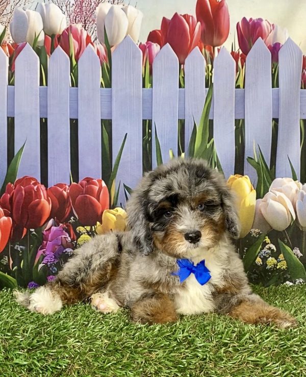 Photo of Mr. Gabe the F2 Mini-Bernedoodle puppy