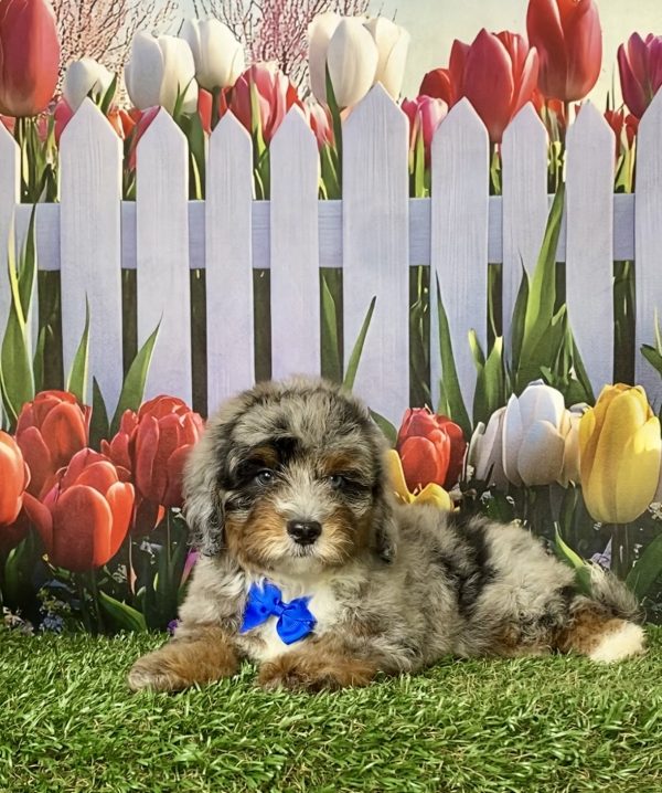 Photo of Mr. Gabe the F2 Mini-Bernedoodle puppy