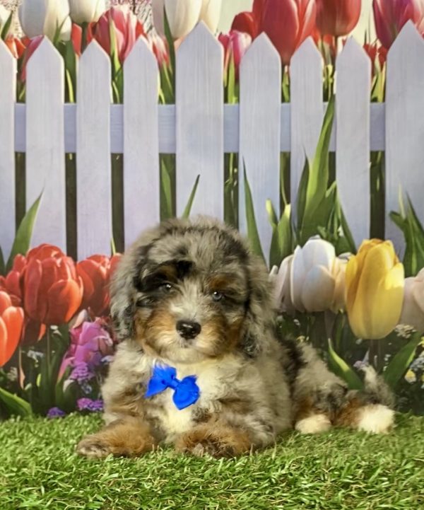 Photo of Mr. Gabe the F2 Mini-Bernedoodle puppy