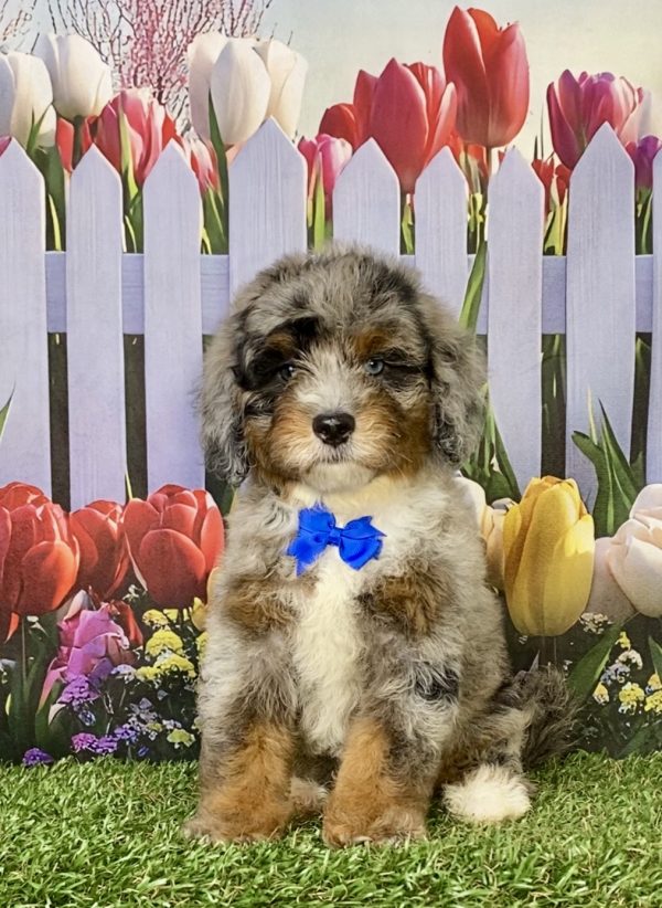Photo of Mr. Gabe the F2 Mini-Bernedoodle puppy