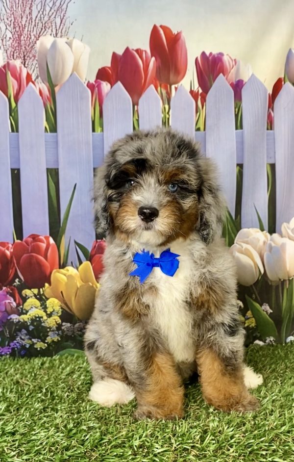 Photo of Mr. Gabe the F2 Mini-Bernedoodle puppy