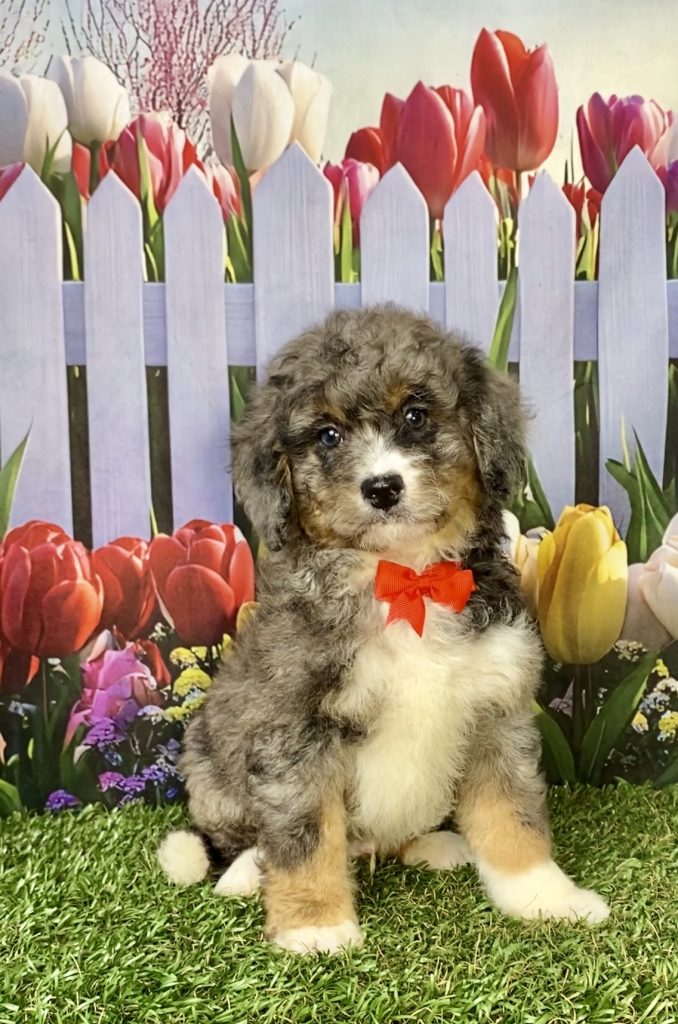 Photo of Mr. Glen the F2 Mini-Bernedoodle puppy