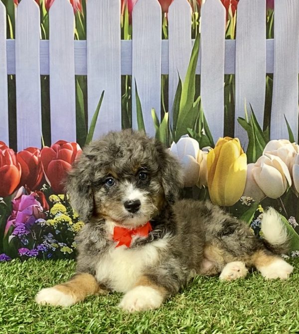 Photo of Mr. Glen the F2 Mini-Bernedoodle puppy