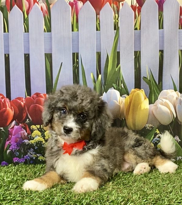 Photo of Mr. Glen the F2 Mini-Bernedoodle puppy