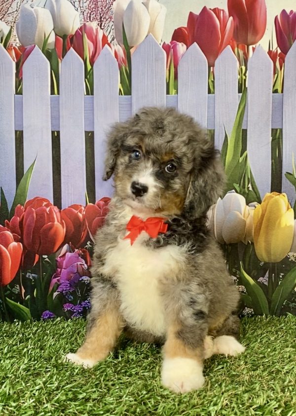 Photo of Mr. Glen the F2 Mini-Bernedoodle puppy