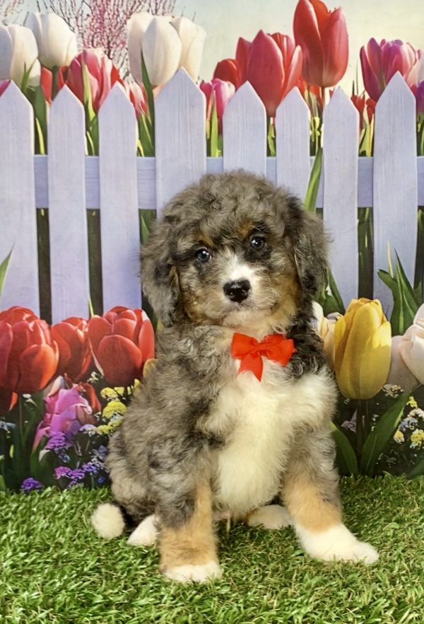 Photo of Mr. Glen the F2 Mini-Bernedoodle puppy