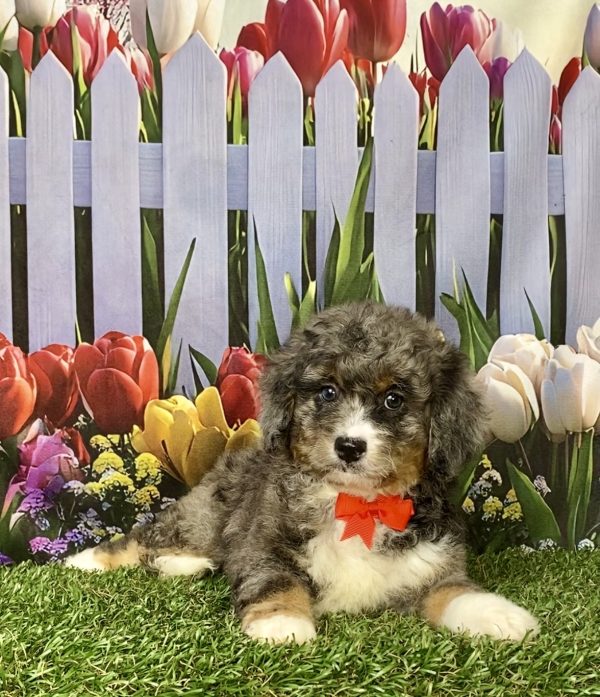 Photo of Mr. Glen the F2 Mini-Bernedoodle puppy