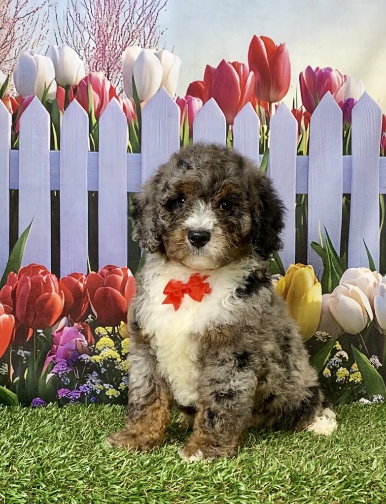 Photo of Mr. Gus the F2 Mini-Bernedoodle puppy